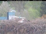 Archived image Webcam Stork Nest at the Bavarian Forest National Park 11:00