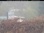 Archiv Foto Webcam Bayerischer Wald: Blick auf das Storchennest in Grafenau 05:00