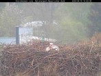 Archiv Foto Webcam Bayerischer Wald: Blick auf das Storchennest in Grafenau 09:00