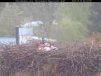 Archiv Foto Webcam Bayerischer Wald: Blick auf das Storchennest in Grafenau 07:00