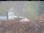 Archiv Foto Webcam Bayerischer Wald: Blick auf das Storchennest in Grafenau 06:00