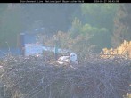 Archiv Foto Webcam Bayerischer Wald: Blick auf das Storchennest in Grafenau 05:00
