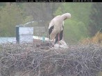Archived image Webcam Stork Nest at the Bavarian Forest National Park 06:00