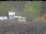 Archived image Webcam Stork Nest at the Bavarian Forest National Park 07:00