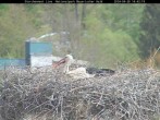 Archived image Webcam Stork Nest at the Bavarian Forest National Park 13:00