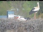 Archived image Webcam Stork Nest at the Bavarian Forest National Park 15:00