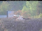 Archived image Webcam Stork Nest at the Bavarian Forest National Park 05:00