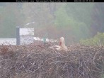 Archiv Foto Webcam Bayerischer Wald: Blick auf das Storchennest in Grafenau 06:00
