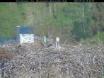 Archiv Foto Webcam Bayerischer Wald: Blick auf das Storchennest in Grafenau 17:00