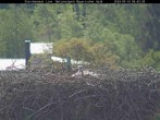 Archiv Foto Webcam Bayerischer Wald: Blick auf das Storchennest in Grafenau 07:00