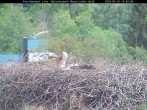Archiv Foto Webcam Bayerischer Wald: Blick auf das Storchennest in Grafenau 13:00