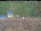 Archiv Foto Webcam Bayerischer Wald: Blick auf das Storchennest in Grafenau 17:00
