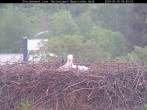 Archived image Webcam Stork Nest at the Bavarian Forest National Park 05:00