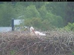 Archived image Webcam Stork Nest at the Bavarian Forest National Park 09:00