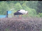 Archived image Webcam Stork Nest at the Bavarian Forest National Park 11:00