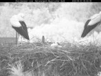 Archived image Webcam Stork Nest at the Bavarian Forest National Park 03:00