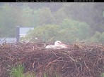Archived image Webcam Stork Nest at the Bavarian Forest National Park 06:00