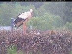 Archived image Webcam Stork Nest at the Bavarian Forest National Park 07:00