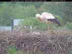 Archived image Webcam Stork Nest at the Bavarian Forest National Park 09:00