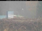 Archived image Webcam Stork Nest at the Bavarian Forest National Park 09:00