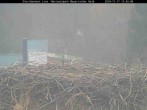 Archived image Webcam Stork Nest at the Bavarian Forest National Park 11:00