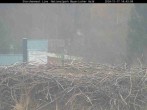 Archived image Webcam Stork Nest at the Bavarian Forest National Park 13:00