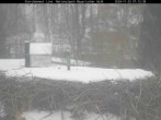 Archived image Webcam Stork Nest at the Bavarian Forest National Park 06:00