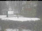 Archived image Webcam Stork Nest at the Bavarian Forest National Park 07:00