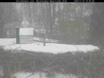 Archived image Webcam Stork Nest at the Bavarian Forest National Park 09:00