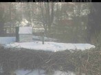 Archiv Foto Webcam Bayerischer Wald: Blick auf das Storchennest in Grafenau 11:00