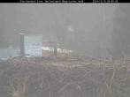 Archived image Webcam Stork Nest at the Bavarian Forest National Park 07:00