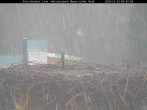 Archived image Webcam Stork Nest at the Bavarian Forest National Park 07:00