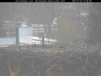 Archiv Foto Webcam Bayerischer Wald: Blick auf das Storchennest in Grafenau 09:00