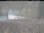 Archiv Foto Webcam Bayerischer Wald: Blick auf das Storchennest in Grafenau 13:00