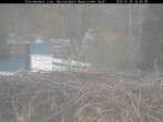 Archiv Foto Webcam Bayerischer Wald: Blick auf das Storchennest in Grafenau 15:00