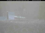 Archived image Webcam Stork Nest at the Bavarian Forest National Park 05:00