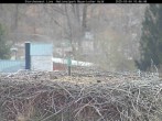 Archived image Webcam Stork Nest at the Bavarian Forest National Park 09:00