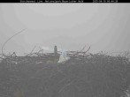 Archived image Webcam Stork Nest at the Bavarian Forest National Park 05:00