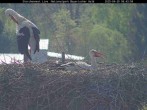 Archiv Foto Webcam Bayerischer Wald: Blick auf das Storchennest in Grafenau 07:00