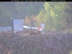 Archiv Foto Webcam Bayerischer Wald: Blick auf das Storchennest in Grafenau 05:00