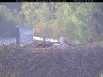 Archived image Webcam Stork Nest at the Bavarian Forest National Park 06:00