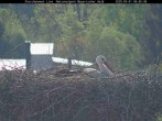 Archived image Webcam Stork Nest at the Bavarian Forest National Park 07:00