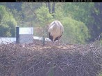 Archived image Webcam Stork Nest at the Bavarian Forest National Park 09:00