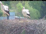 Archived image Webcam Stork Nest at the Bavarian Forest National Park 11:00