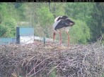 Archived image Webcam Stork Nest at the Bavarian Forest National Park 13:00