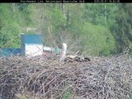 Archived image Webcam Stork Nest at the Bavarian Forest National Park 15:00