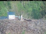 Archived image Webcam Stork Nest at the Bavarian Forest National Park 17:00