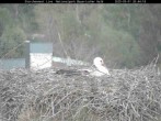 Archiv Foto Webcam Bayerischer Wald: Blick auf das Storchennest in Grafenau 19:00
