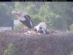 Archiv Foto Webcam Bayerischer Wald: Blick auf das Storchennest in Grafenau 06:00