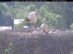 Archiv Foto Webcam Bayerischer Wald: Blick auf das Storchennest in Grafenau 07:00